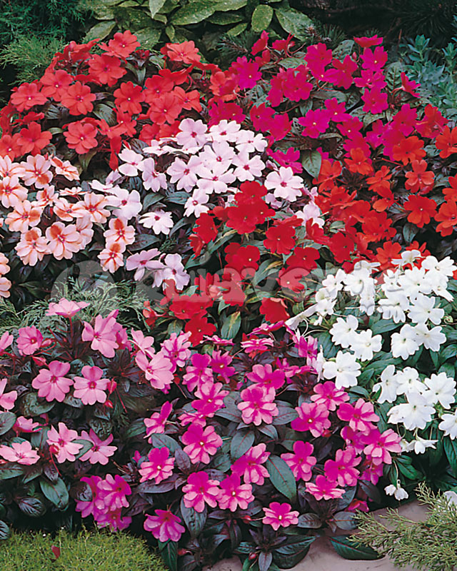 گل امپیشن هاوکری